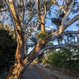 Muellerina eucalyptoides at Albury - 22 Feb 2024 07:02 PM
