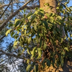Muellerina eucalyptoides at Albury - 22 Feb 2024 07:02 PM