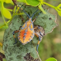 Amorbus (genus) (Eucalyptus Tip bug) at Hume, ACT - 23 Feb 2024 by Mike