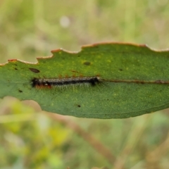 Lasiocampidae (family) immature (Lappet & Snout Moths) at Isaacs Ridge and Nearby - 22 Feb 2024 by Mike