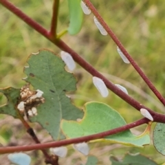 Anzora unicolor (Grey Planthopper) at Isaacs Ridge NR (ICR) - 22 Feb 2024 by Mike