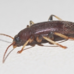 Homotrysis sp. (genus) (Darkling beetle) at Stirling, ACT - 22 Feb 2024 by Harrisi