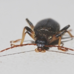 Homotrysis sp. (genus) at Stirling, ACT - 22 Feb 2024 01:23 AM