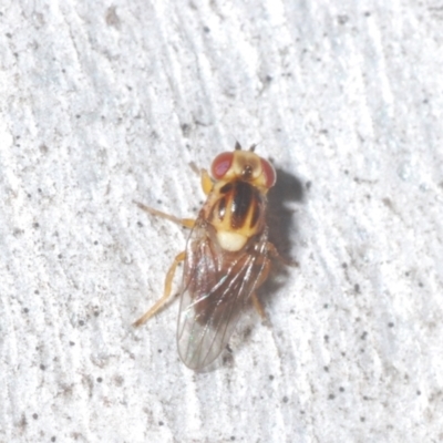 Chloromerus sp. (Chloropid fly) at Piney Ridge - 22 Feb 2024 by Harrisi