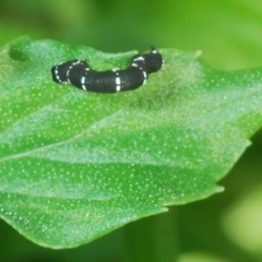 Geometridae (family) IMMATURE at Stirling, ACT - 21 Feb 2024 by Harrisi