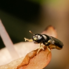 Euryglossina (Euryglossina) flaviventris at GG16 - 23 Feb 2024 by Roger