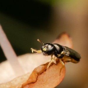 Euryglossina (Euryglossina) flaviventris at GG16 - 23 Feb 2024 09:58 AM