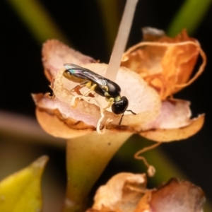 Euryglossina (Euryglossina) flaviventris at GG16 - 23 Feb 2024 09:58 AM