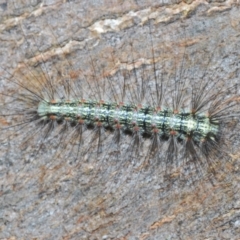 Anestia (genus) (A tiger moth) at Isaacs Ridge and Nearby - 19 Feb 2024 by Harrisi