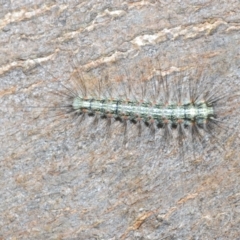 Anestia (genus) at Isaacs Ridge and Nearby - 19 Feb 2024