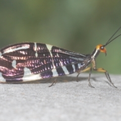 Porismus strigatus (Pied Lacewing) at Isaacs Ridge and Nearby - 19 Feb 2024 by Harrisi