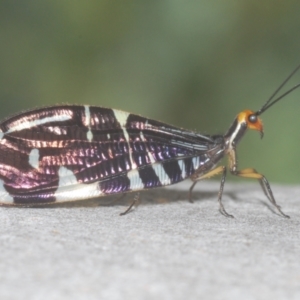 Porismus strigatus at Isaacs Ridge and Nearby - 19 Feb 2024