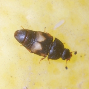 Carpophilus hemipterus at Stirling, ACT - 21 Feb 2024 06:00 PM