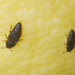 Carpophilus hemipterus at Stirling, ACT - 21 Feb 2024 06:00 PM