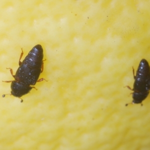 Carpophilus hemipterus at Stirling, ACT - 21 Feb 2024 06:00 PM