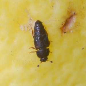 Carpophilus hemipterus at Stirling, ACT - 21 Feb 2024