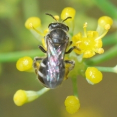 Lasioglossum (Chilalictus) sp. (genus & subgenus) (Halictid bee) at Isaacs Ridge and Nearby - 19 Feb 2024 by Harrisi