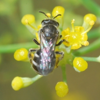 Lasioglossum (Chilalictus) sp. (genus & subgenus) (Halictid bee) at Isaacs Ridge and Nearby - 19 Feb 2024 by Harrisi