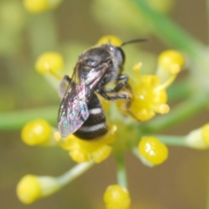 Lasioglossum (Chilalictus) sp. (genus & subgenus) at Isaacs Ridge - 19 Feb 2024 03:14 PM