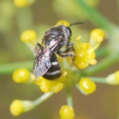 Lasioglossum (Chilalictus) sp. (genus & subgenus) at Isaacs Ridge - 19 Feb 2024