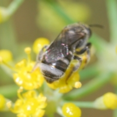 Lasioglossum (Chilalictus) sp. (genus & subgenus) at Isaacs Ridge - 19 Feb 2024 03:14 PM