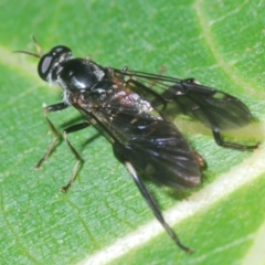 Exaireta spinigera (Garden Soldier Fly) at Stirling, ACT - 21 Feb 2024 by Harrisi