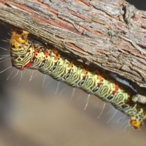 Phalaenoides glycinae at Stirling, ACT - 21 Feb 2024