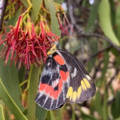 Delias harpalyce (Imperial Jezebel) at Tuggeranong Hill - 23 Feb 2024 by Shazw