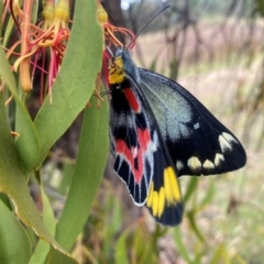 Delias harpalyce at Tuggeranong Hill - 23 Feb 2024 10:12 AM