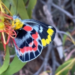 Delias harpalyce at Tuggeranong Hill - 23 Feb 2024 10:12 AM