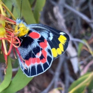 Delias harpalyce at Tuggeranong Hill - 23 Feb 2024 10:12 AM