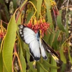 Delias harpalyce at Tuggeranong Hill - 23 Feb 2024 10:12 AM