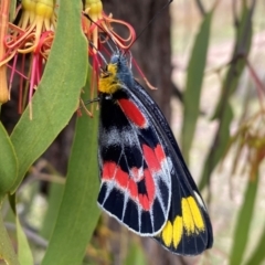 Delias harpalyce at Tuggeranong Hill - 23 Feb 2024 10:12 AM