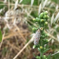 Utetheisa (genus) (A tiger moth) at Tuggeranong Hill - 23 Feb 2024 by Shazw