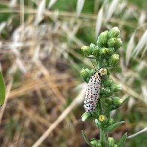 Utetheisa (genus) at Tuggeranong Hill - 23 Feb 2024