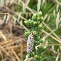 Utetheisa (genus) at Tuggeranong Hill - 23 Feb 2024