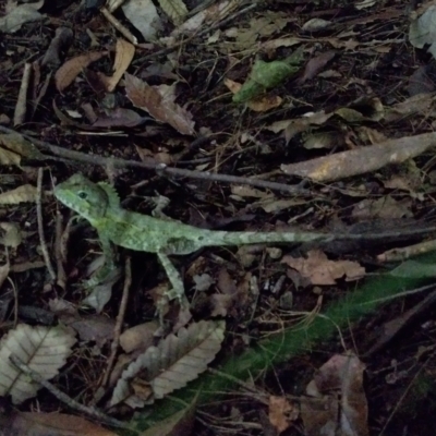 Lophosaurus spinipes (Southern Angle-headed Dragon) at Valery, NSW - 22 Feb 2024 by NJ