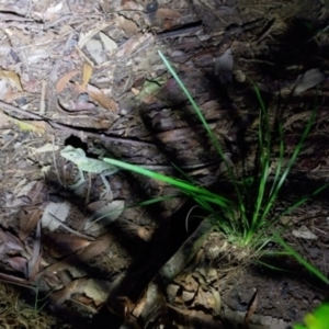 Lophosaurus spinipes at Valery, NSW - suppressed