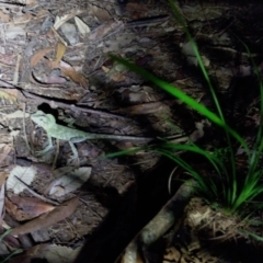 Lophosaurus spinipes at Valery, NSW - suppressed