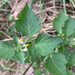 Solanum nigrum (Black Nightshade) at Flea Bog Flat to Emu Creek Corridor - 22 Feb 2024 by JohnGiacon