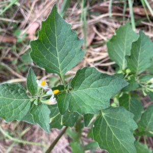 Solanum nigrum at Emu Creek Belconnen (ECB) - 23 Feb 2024