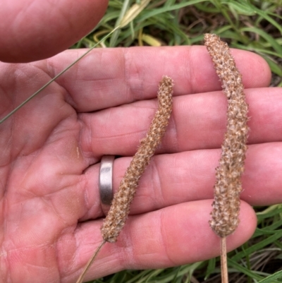 Plantago lanceolata (Ribwort Plantain, Lamb's Tongues) at Belconnen, ACT - 22 Feb 2024 by JohnGiacon