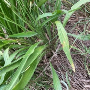 Plantago lanceolata at Emu Creek - 23 Feb 2024