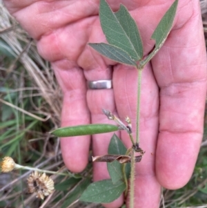 Glycine tabacina at Flea Bog Flat to Emu Creek Corridor - 23 Feb 2024 10:32 AM