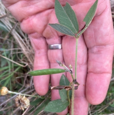 Glycine tabacina (Variable Glycine) at Flea Bog Flat to Emu Creek Corridor - 23 Feb 2024 by JohnGiacon