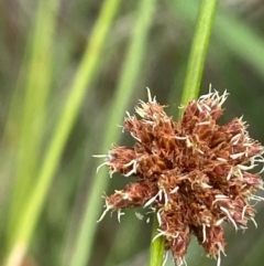 Ficinia nodosa (Knobby Club-rush) at Crace, ACT - 23 Feb 2024 by JaneR