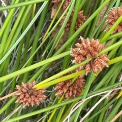 Ficinia nodosa at Gungaderra Grasslands - 23 Feb 2024