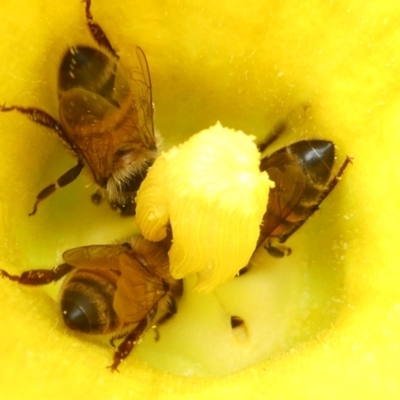 Apis mellifera (European honey bee) at Belconnen, ACT - 22 Feb 2024 by JohnGiacon