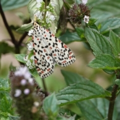 Utetheisa (genus) (A tiger moth) at Hall, ACT - 23 Feb 2024 by Anna123