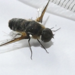 Bombyliidae (family) (Unidentified Bee fly) at Flea Bog Flat to Emu Creek Corridor - 23 Feb 2024 by JohnGiacon